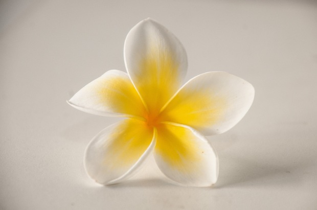 I know these flowers as "frangipani", but here they are called "jasmine"